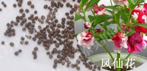 鳳仙花種子