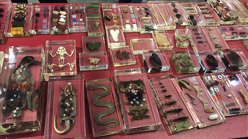 教學(xué)標(biāo)本系列